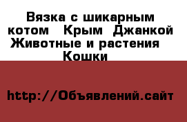 Вязка с шикарным котом - Крым, Джанкой Животные и растения » Кошки   